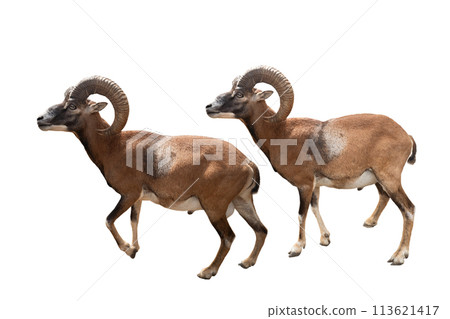 male mouflons isolated on white background 113621417
