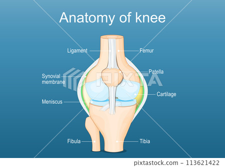 Knee joint anatomy 113621422