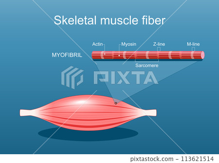 Anatomy of a Skeletal muscle fiber. Myofibril structure 113621514