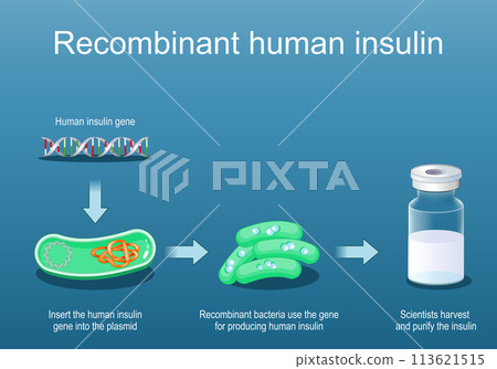 Recombinant bacteria for producing insulin Recombinant bacteria for producing insulin 113621515