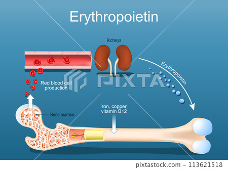 Erythropoietin. Erythropoiesis in the bone marrow. Erythropoietin. Erythropoiesis in the bone marrow. 113621518