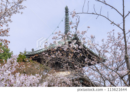 Spring in Kyoto: Cherry blossoms and pagoda at Seiryoji Temple (Saga Shakado) 113621644