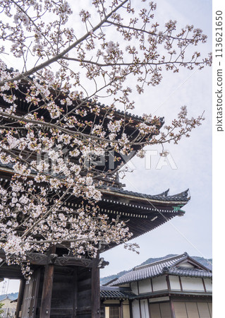 春天的京都、青棱寺(佐賀釋迦堂)、櫻花和仁王門 春天的京都、青棱寺(佐賀釋迦堂)、櫻花和仁王門 113621650