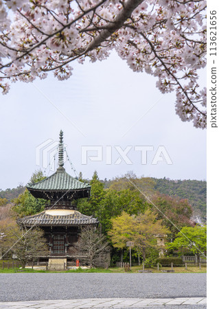 Spring in Kyoto: Cherry blossoms and pagoda at Seiryoji Temple (Saga Shakado) 113621656