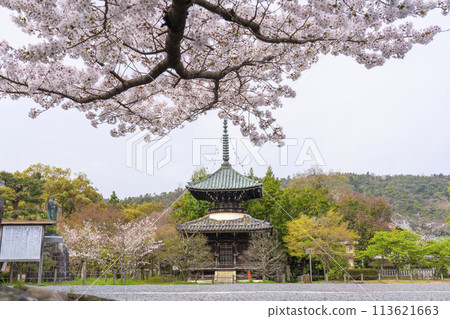 Spring in Kyoto: Cherry blossoms and pagoda at Seiryoji Temple (Saga Shakado) 113621663