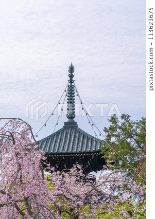 春天的京都、青棱寺(佐賀釋迦堂)、櫻花與多寶塔 春天的京都、青棱寺(佐賀釋迦堂)、櫻花與多寶塔 113621675