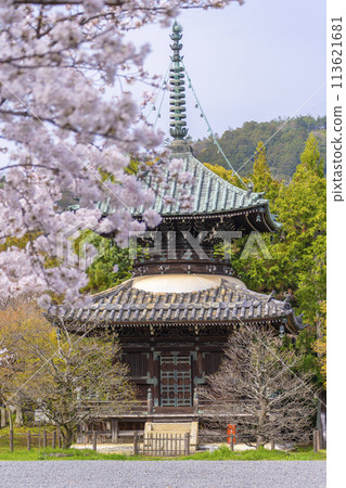 Spring in Kyoto: Cherry blossoms and pagoda at Seiryoji Temple (Saga Shakado) 113621681