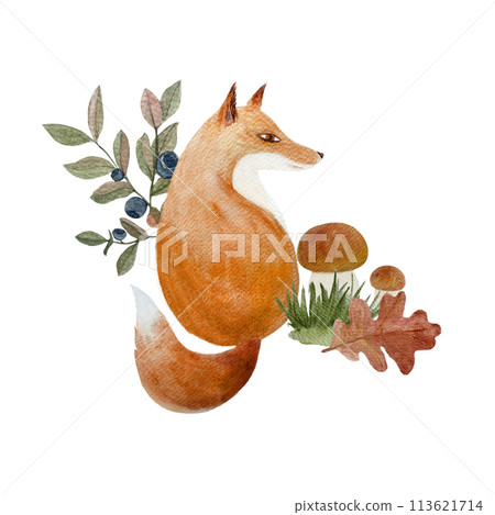Fox with a blueberry and white mushrooms watercolor composition isolated on white. Hand drawn high quality art in flat style for woodland kids designs, interior decor, stickers, cards and tote bags Fox with a blueberry and white mushrooms watercolor composition isolated on white. Hand drawn high quality art in flat style for woodland kids designs, interior decor, stickers, cards and tote bags 113621714