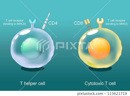 Helper T cells and Cytotoxic T-cells. CD8 and CD4 lymphocytes Helper T cells and Cytotoxic T-cells. CD8 and CD4 lymphocytes 113621719