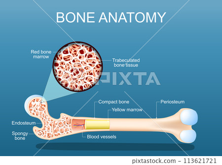 Bone anatomy. Structure of a femur 113621721