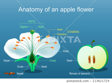 Anatomy of apple flower. Structure and Parts of Flower and fruit. 113621724