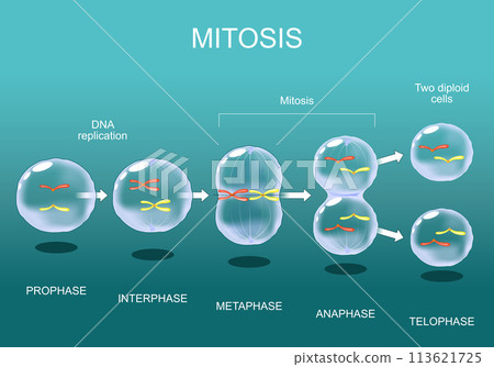 Mitosis. Cell division. Mitosis. Cell division. 113621725
