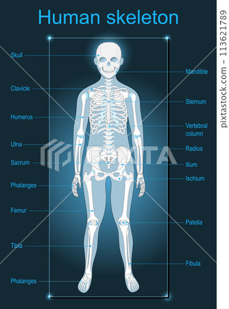 Human skeleton. Scanning of human anatomy. Labeled of all bones. 113621789