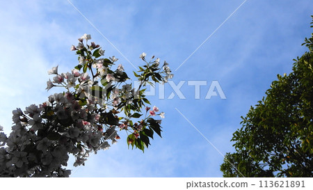 Cherry blossoms and green trees against the blue sky Cherry blossoms and green trees against the blue sky 113621891