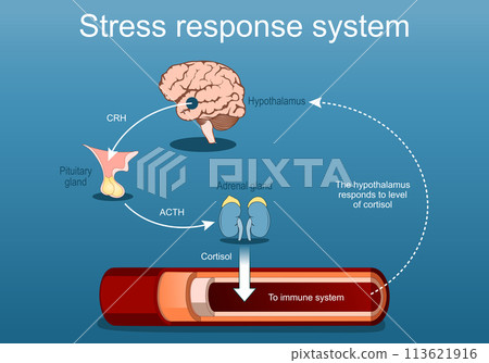 Stress response system. Stress hormones and Cortisol level. fight-or-flight Stress response system. Stress hormones and Cortisol level. fight-or-flight 113621916