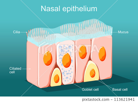 Nasal epithelium. Ciliated columnar epithelium. 113621941