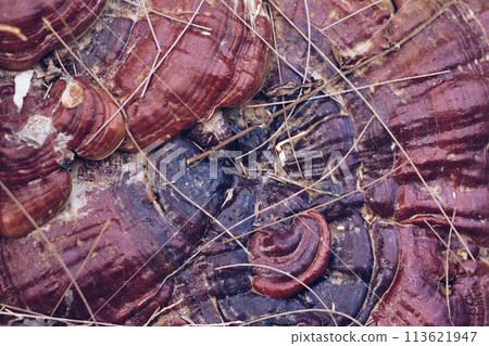 Magic of wild flora, unusually bright shiny mushrooms on stump tree, pleasant nature texture calm dark light brown background Magic of wild flora, unusually bright shiny mushrooms on stump tree, pleasant nature texture calm dark light brown background 113621947