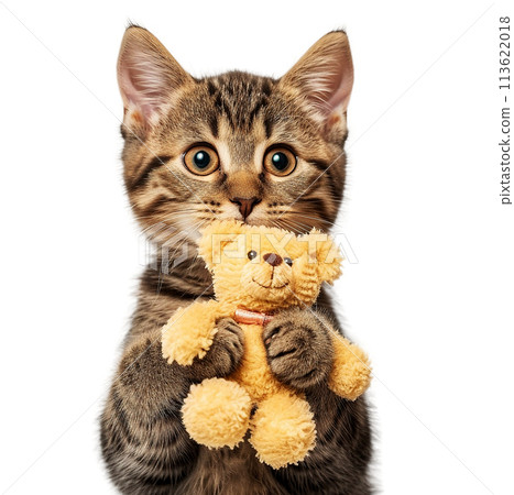 Cute cat hugs a teddy bear. Cute cat hugs a teddy bear. 113622018