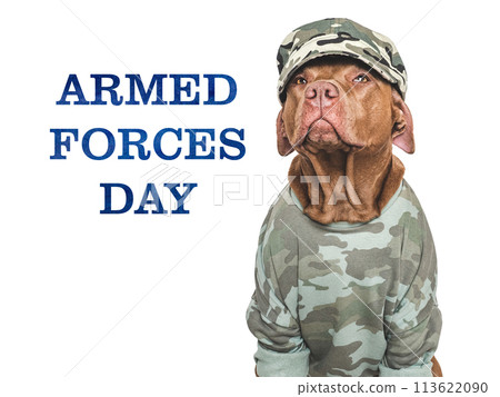 Armed Forces Day. Charming dog and congratulatory inscription Armed Forces Day. Charming dog and congratulatory inscription 113622090