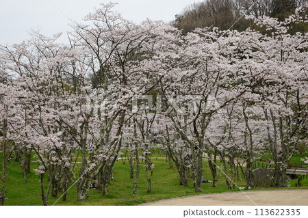 Utatsuyama 400-year forest with cherry blossoms in full bloom Utatsuyama 400-year forest with cherry blossoms in full bloom 113622335