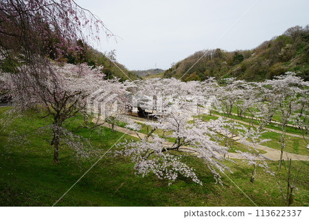 Utatsuyama 400-year forest with cherry blossoms in full bloom Utatsuyama 400-year forest with cherry blossoms in full bloom 113622337
