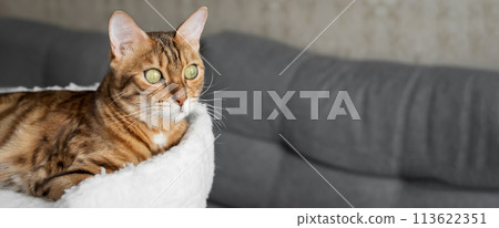Bengal cat resting on a cat bed in the living room. Bengal cat resting on a cat bed in the living room. 113622351