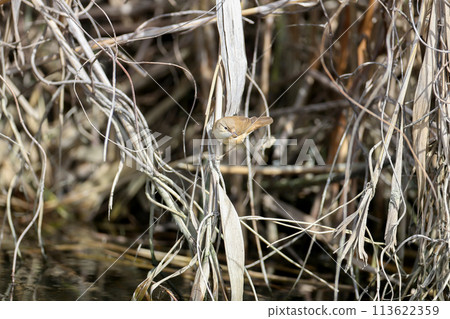Fresh Reed Warbler 113622359
