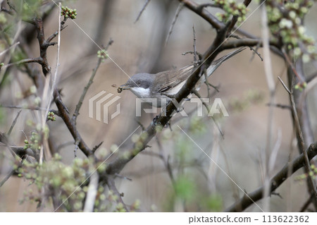 Various portraits of lesser whitethroat (Curruca curruca) Various portraits of lesser whitethroat (Curruca curruca) 113622362