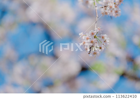 四月農業公園裡美麗的櫻花盛開 113622410
