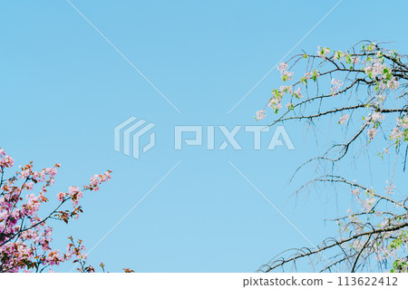 Beautiful cherry blossoms blooming in the agricultural park in April 113622412