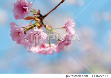 四月農業公園裡美麗的櫻花盛開 113622414