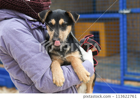 the puppy is taken home from the animal shelter 113622761
