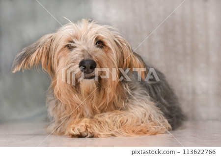 Funny furry dog lies on the floor 113622766