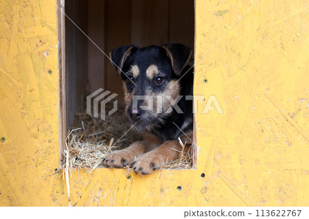 a sad puppy lies looking out of his yellow booth 113622767