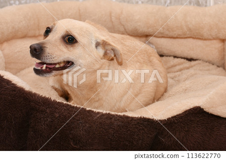 a happy smiling dog lies in his bed a happy smiling dog lies in his bed 113622770