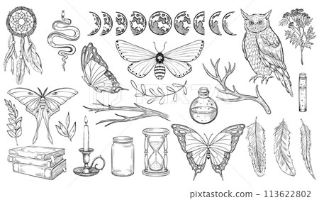 Mystical forest set. Vector illustration of owl and moths. Drawing of Witch Magic collection with butterfly, moon faces and dreamcatcher in linear style painted by black inks. Outline sketch of poison Mystical forest set. Vector illustration of owl and moths. Drawing of Witch Magic collection with butterfly, moon faces and dreamcatcher in linear style painted by black inks. Outline sketch of poison 113622802