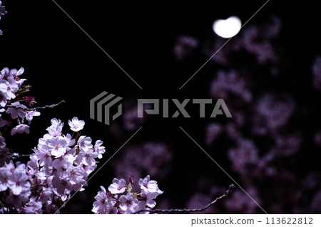 夜晚的櫻花被月光照亮 113622812