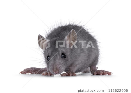 Baby rat on white background 113622906