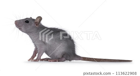 Baby rat on white background Baby rat on white background 113622908
