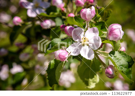 Closeup blossoming tree brunch with white flowers. Flowering of apple trees. 113622977