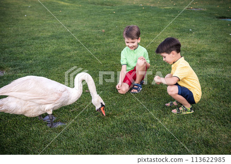 Care and safety of animals concept. Two Little boy kid feeding playing with beautiful swan. Children having fun with big white bird 113622985