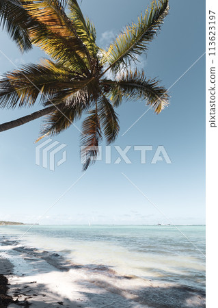 Coconut palm tree at sunny day with calm ocean and sandy beach 113623197