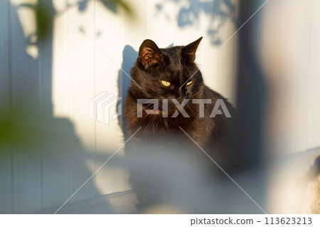 Black cat relaxing on sun Black cat relaxing on sun 113623213
