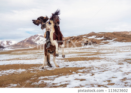 Rider with hunting trained golden eagle raising a horse on its hind legs Rider with hunting trained golden eagle raising a horse on its hind legs 113623602