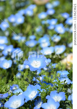 花卉中心 粉蝶花 113623621