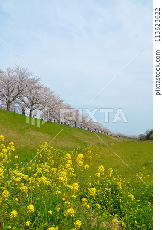 Oh cherry-blossom corridor 113623622