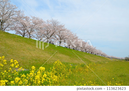 Oh cherry-blossom corridor 113623623