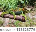 A colorful chameleon perched on a branch, displaying vibrant green, yellow, and orange scales, with its tail curled in Uganda 113623779