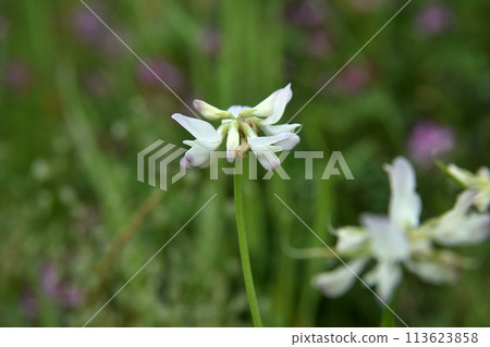 White flowers of Chinese milk vetch White flowers of Chinese milk vetch 113623858