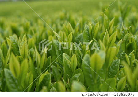 最好的茶 最好的茶 113623975